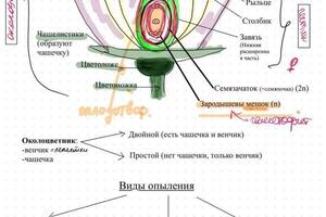 Портфолио №6 — Морозова Анастасия Сергеевна