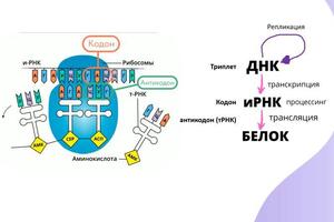 Авторские картинки со всеми необходимыми подписями = ничего лишнего — Николаева Нина Дмитриевна