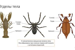 На уроке материал подается со множеством иллюстраций и подробным объяснением — Николаева Нина Дмитриевна