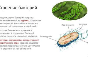 Важные термины выделены, информация подается структурно и последовательно — Николаева Нина Дмитриевна