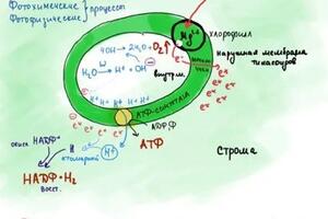 Сложные темы разбираем вместе по моим схемам и рисункам — Павлюк Виолетта Викторовна