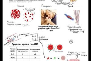 Занятие по крови — Павлюк Виолетта Викторовна