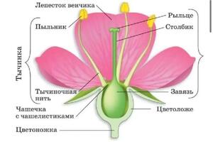 Портфолио №23 — Позднякова Юлия Дмитриевна