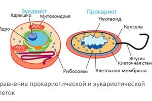 Портфолио №24 — Позднякова Юлия Дмитриевна