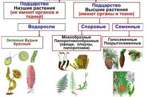 Портфолио №28 — Позднякова Юлия Дмитриевна