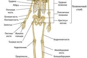 Портфолио №29 — Позднякова Юлия Дмитриевна