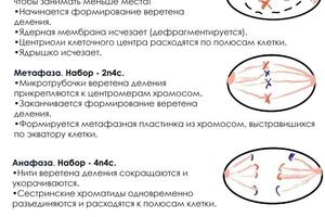 Конспект — Савкин Даниил Русланович