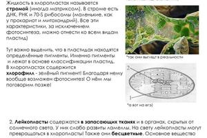 Конспект — Савкин Даниил Русланович