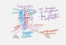 рисунок с занятия — Степочкина Анна Михайловна