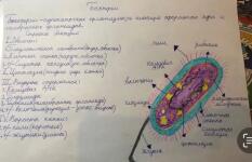 Бактерии — Тяжелова Анастасия Александровна