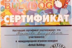 British Bulldog Сертификат — Воронова Елизавета Андреевна