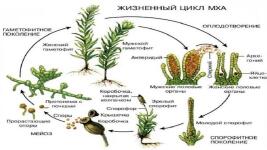 Портфолио №2 — Выставкина Людмила Вячеславовна