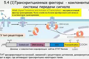 Конспект занятия — Щетинина Екатерина Витальевна