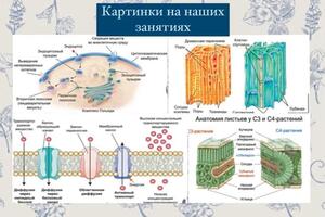 Портфолио №8 — Касацкая Полина Дмитриевна