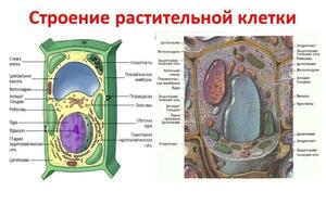 Помогу разобраться в строении растительной клетки — Линева Анастасия Сергеевна