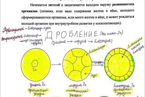 Изучение материала происходит по понятным конспектам, но если это необходимо, то записываем всё на занятии — Вишенская Анна Викторовна