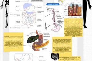 Опорный конспект по анатомии — Геворгян Анастасия Дмитриевна