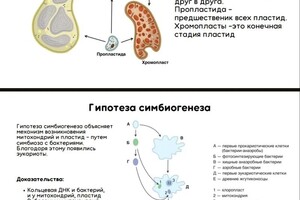 Пример моих презентаций, которые будут на занятиях по биологии — Ткаченкова Екатерина Александровна