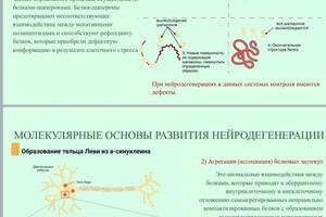 Презентация по биологии — Волкова Алиса Викторовна