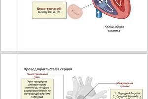 Конспекты по биологии — Волкова Алиса Викторовна