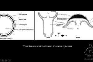 Для проведения занятий использую своё рабочее место и материалы, представленные на фото. — Седлецкая Ирина Александровна