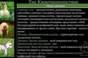 Для проведения занятий использую своё рабочее место и материалы, представленные на фото. — Седлецкая Ирина Александровна