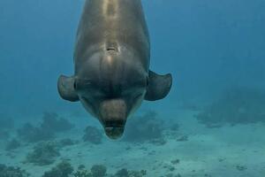 Погружение на Dolphin House(Дом дельфинов, большая вероятность встречи с дельфинами) Красное море Хургада — Ишимханов Вадим Мурадович