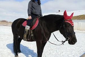 Верховая езда для взрослых и детей с 6 лет. Катание по манежу. Прогулки в поле. Фотосессии. Иппотерапия. Экскурсии по... — Котова Елизавета Романовна