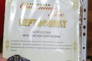 Диплом / сертификат №1 — Белоусова Анастасия Сергеевна