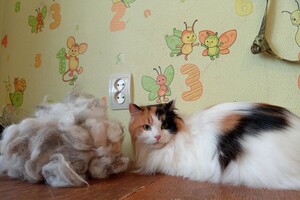 Портфолио №15 — Киреева Светлана Константиновна