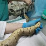 Boa constrictor constrictor на УЗИ — Барсков Александр Сергеевич