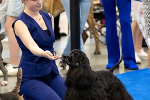 Best In Show выставки собак всех пород — Белоусова Юлия Александровна