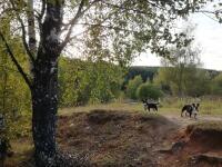 ПРЕКРАСНЫЕ ПРОГУЛКИ ПО ЗОЛОТОМУ ЛЕСУ=) ВОСПИТЫВАЕМ КОМПАНЬОНОВ=) — Грицай Наталья Анатольевна