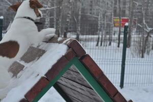 Дрессировке собак — Караваев Григорий Валентинович