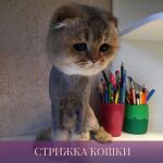 Стрижка Кошки — Карева Оксана Сергеевна