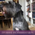 Груминг Ризеншнауцера — Карева Оксана Сергеевна