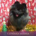 Стрижка шпица — Карева Оксана Сергеевна