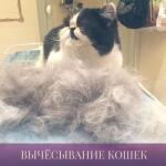 Вычёсывание кошек — Карева Оксана Сергеевна