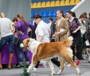 город Нижний Тагил, среднеазиатская овчарка, ЛУЧШИЙ ПРЕДСТАВИТЕЛЬ ПОРОДЫ. — Каргапольцева Лариса Викторовна