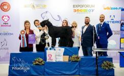 Best in show - 1 место. Порода ризеншнауцер — Керничанская Наталья Васильевна