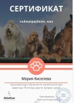 Диплом / сертификат №105 — Киселева Мария Ивановна