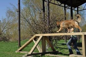 Преодоление препятствий и снарядов это хорошая и физическая и умственная . нагрузка для собаки — Кондратьева Любовь Юрьевна