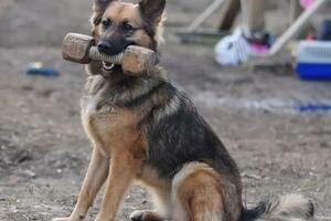 Апортировка как один из элементов послушания. Это не просто команда, а возможность весело участвовать в играх с... — Кондратьева Любовь Юрьевна