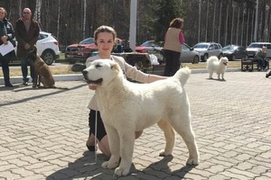 Показ собаки на выставке — Ковальчук Дарья Владимировна