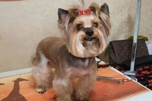Милашка Злата после комплексного груминга для йорка. — Крылова Анастасия Сергеевна
