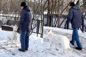 Занятие с ученицей, белой швейцарской овчаркой. Собака боялась новых мест, не слушалась хозяев на улице. На фото собака... — Михайловская Дарья Александровна