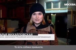 Выступаю экспертом-кинологом на канале Москва 24 — Михайловская Дарья Александровна