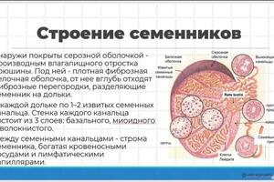 Пример 4 — Никулина Елизавета Алексеевна