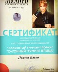 Диплом / сертификат №1 — Павлюк Елена Александровна