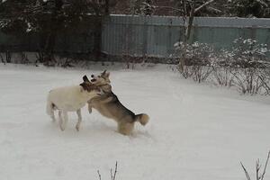 Гости круглый год — Прокофьева Лариса Николаевна